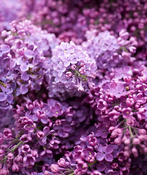A Shroud of Summer&nbsp;Lilacs